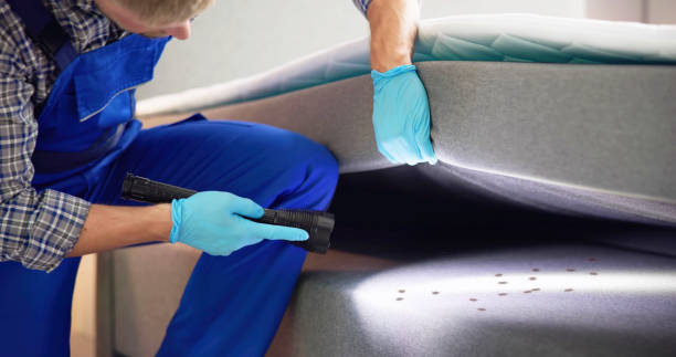 Best Termite Control Services  in Pea Ridge, AR