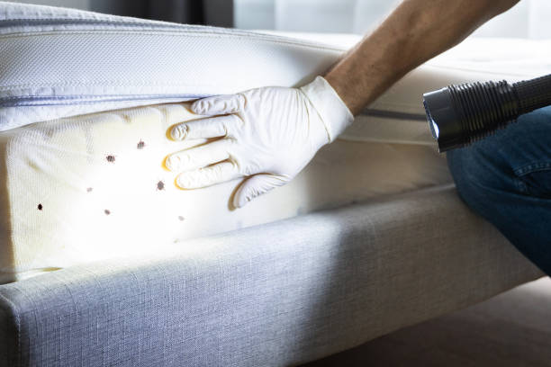 Best Pest Control Near Me in Pea Ridge, AR